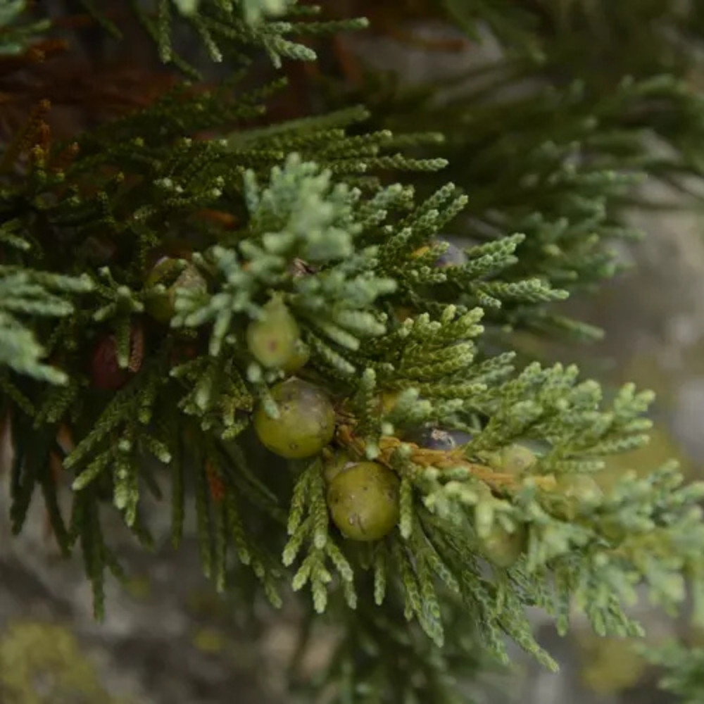 Juniperus indica tree, Himalayan juniper tree, black juniper seeds - 25