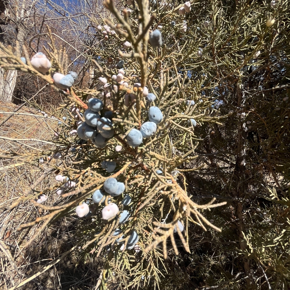 Juniperus indica tree, Himalayan juniper tree, black juniper seeds - 25