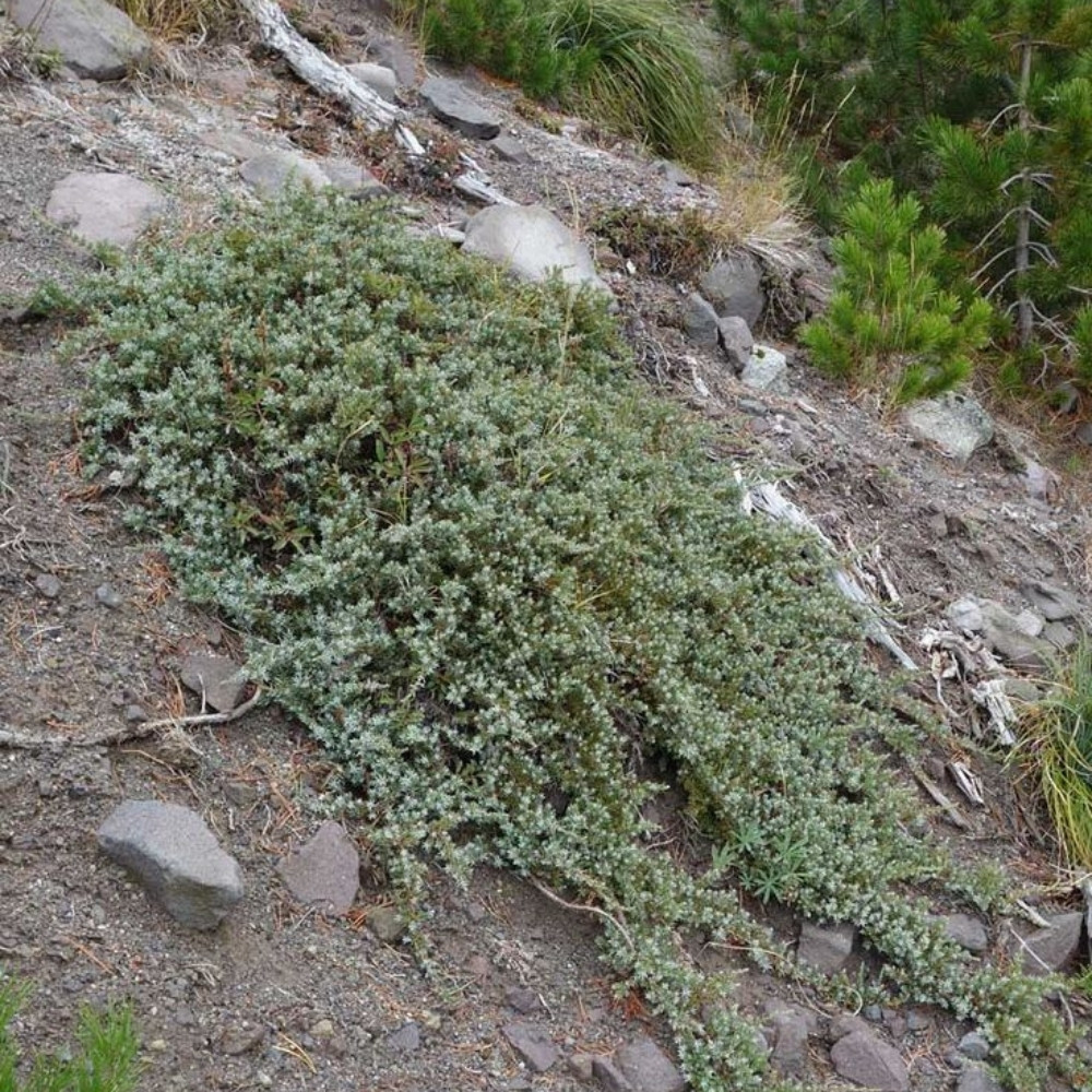 Juniperus communis var. saxatilis, common juniper shrub seeds - 25