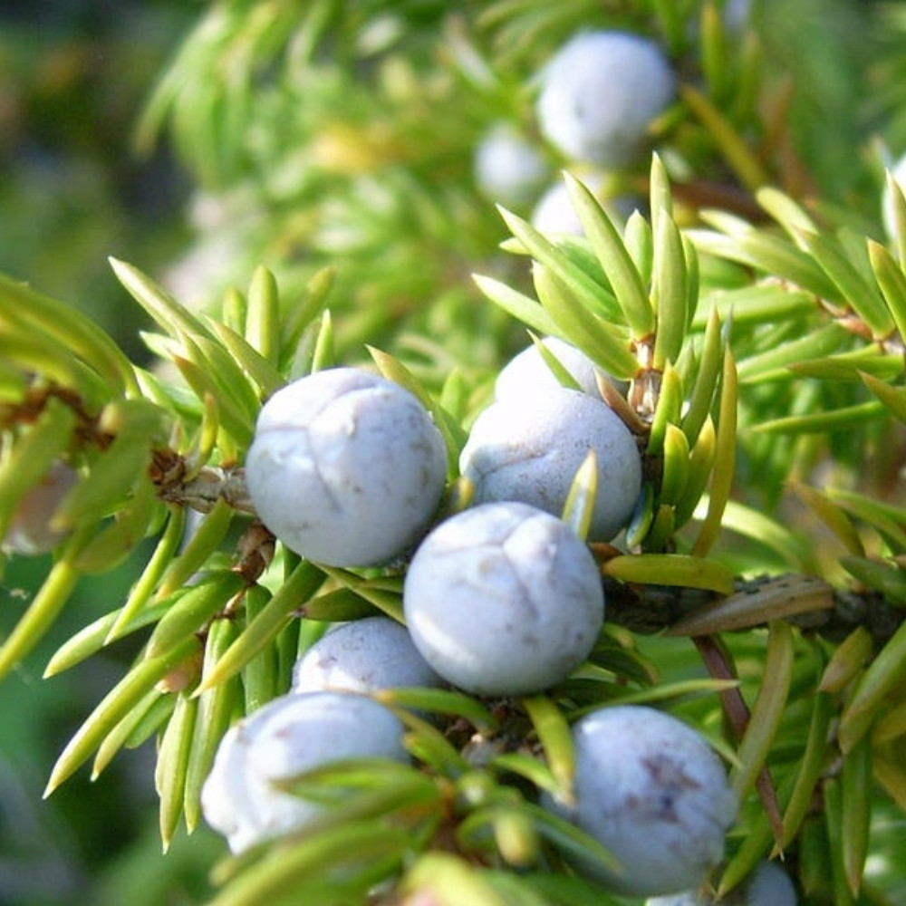 Juniperus communis var. saxatilis, common juniper shrub seeds - 25