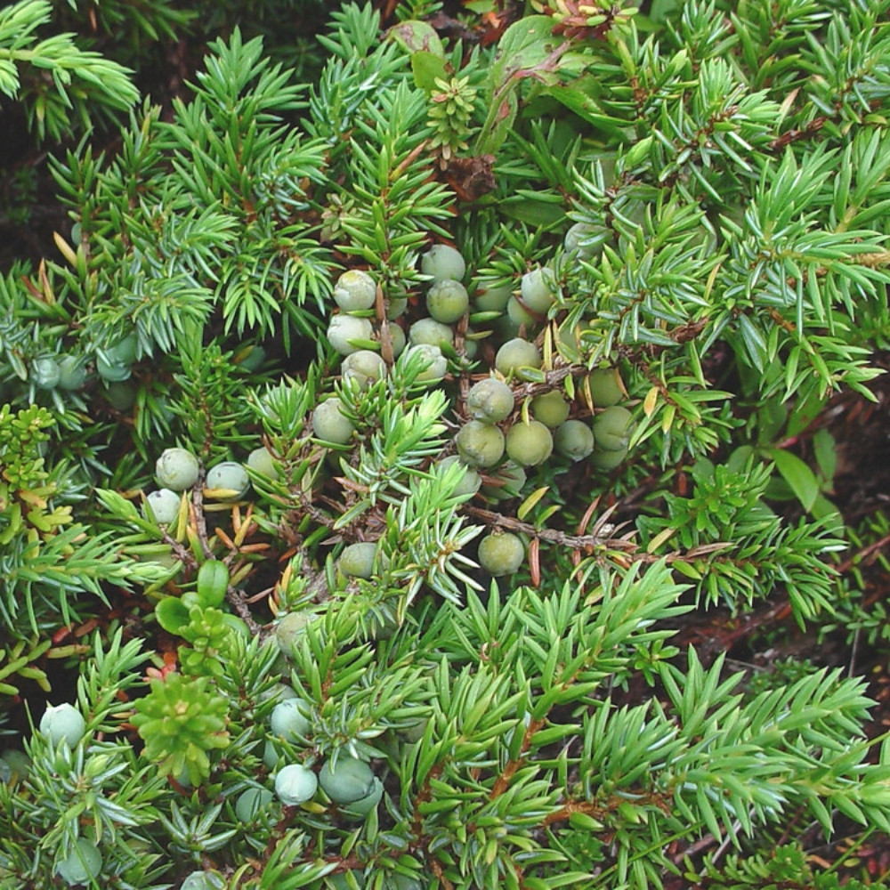Juniperus communis var. saxatilis, common juniper shrub seeds - 25