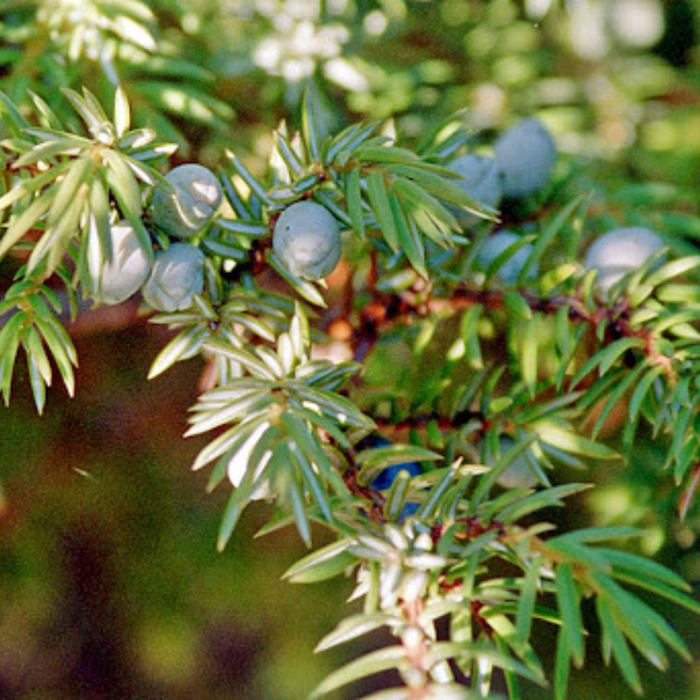 Juniperus communis var. saxatilis, common juniper shrub seeds - 25