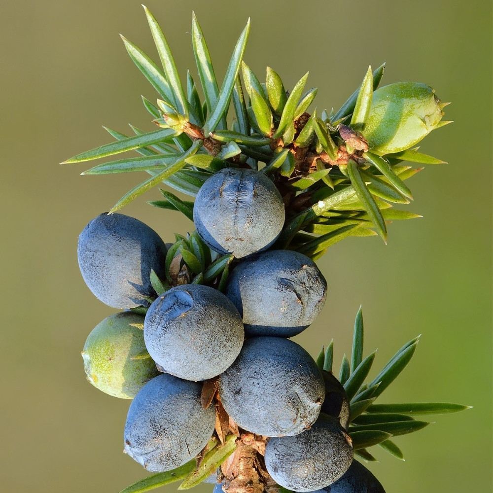 Juniperus communis var. saxatilis, common juniper shrub seeds - 25