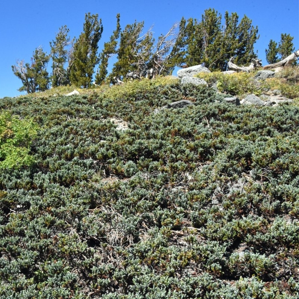 Juniperus communis var. saxatilis, common juniper shrub seeds - 25