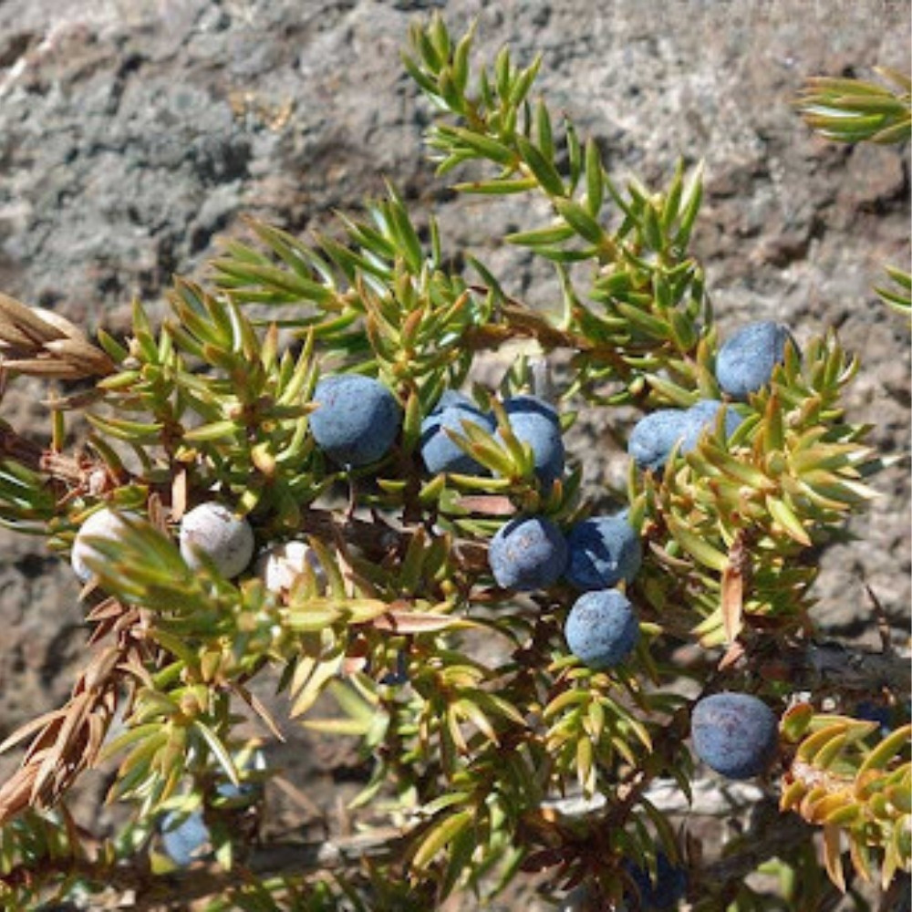 Juniperus communis var. saxatilis, common juniper shrub seeds - 25