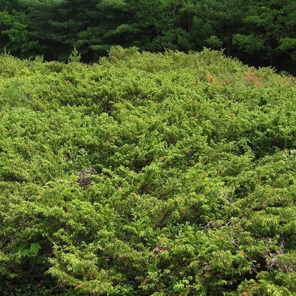 Juniperus communis var. saxatilis, common juniper shrub seeds - 25