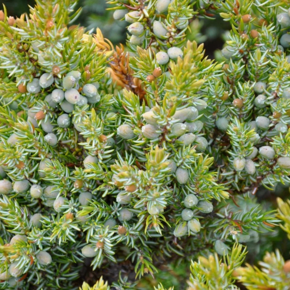 Juniperus communis var. saxatilis, common juniper shrub seeds - 25