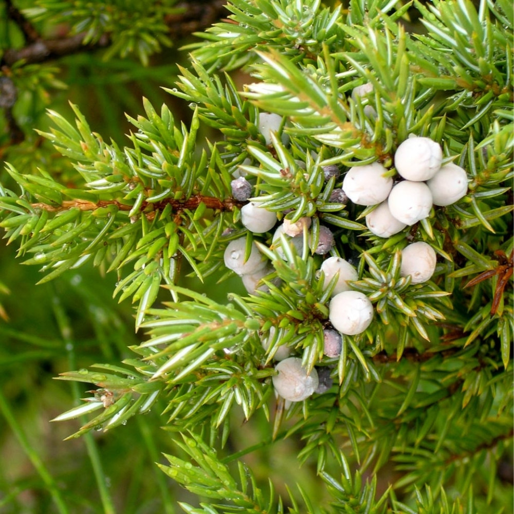 Juniperus communis var. saxatilis, common juniper shrub seeds - 25