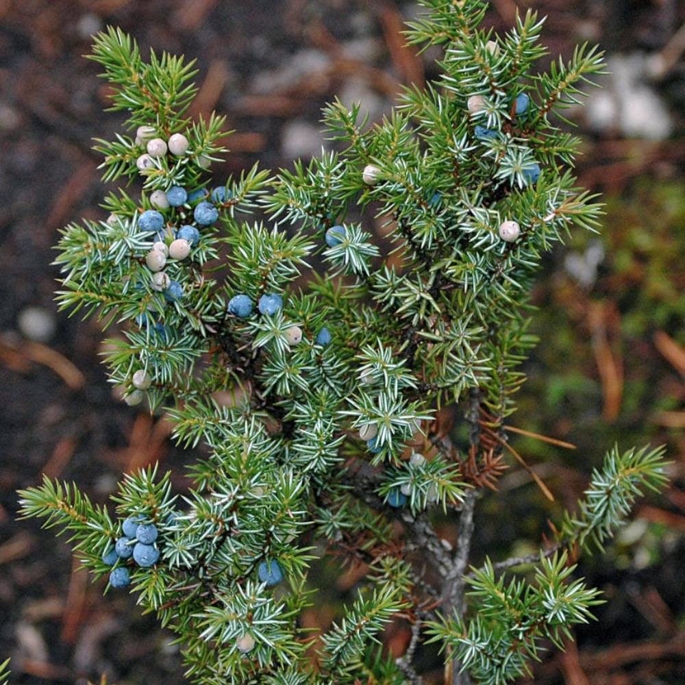 Juniperus communis var. saxatilis, common juniper shrub seeds - 25
