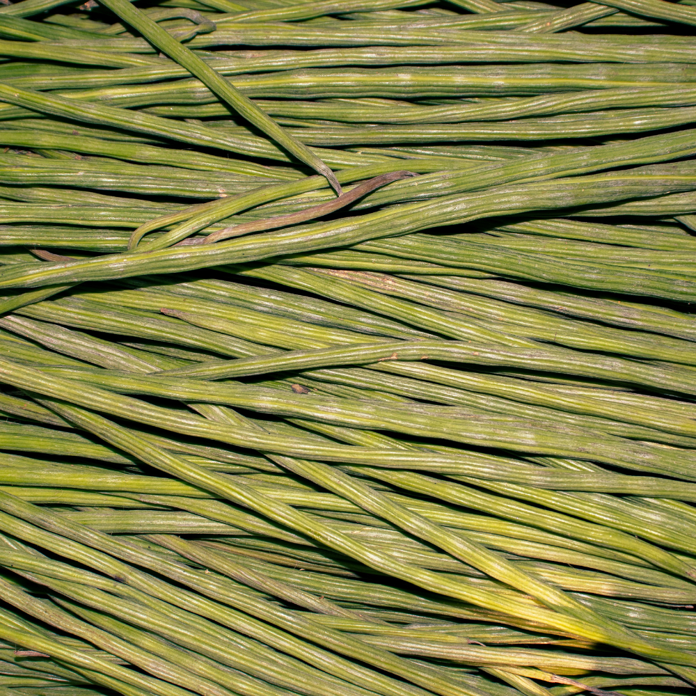 Singra (Mongra), Raphanus sativus seeds - 20