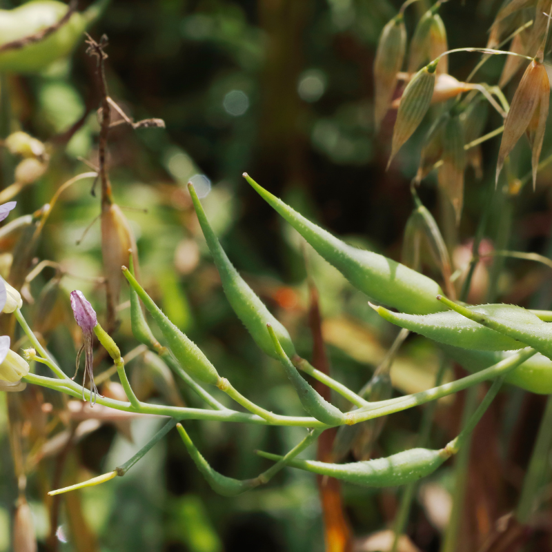 Singra (Mongra), Raphanus sativus seeds - 20