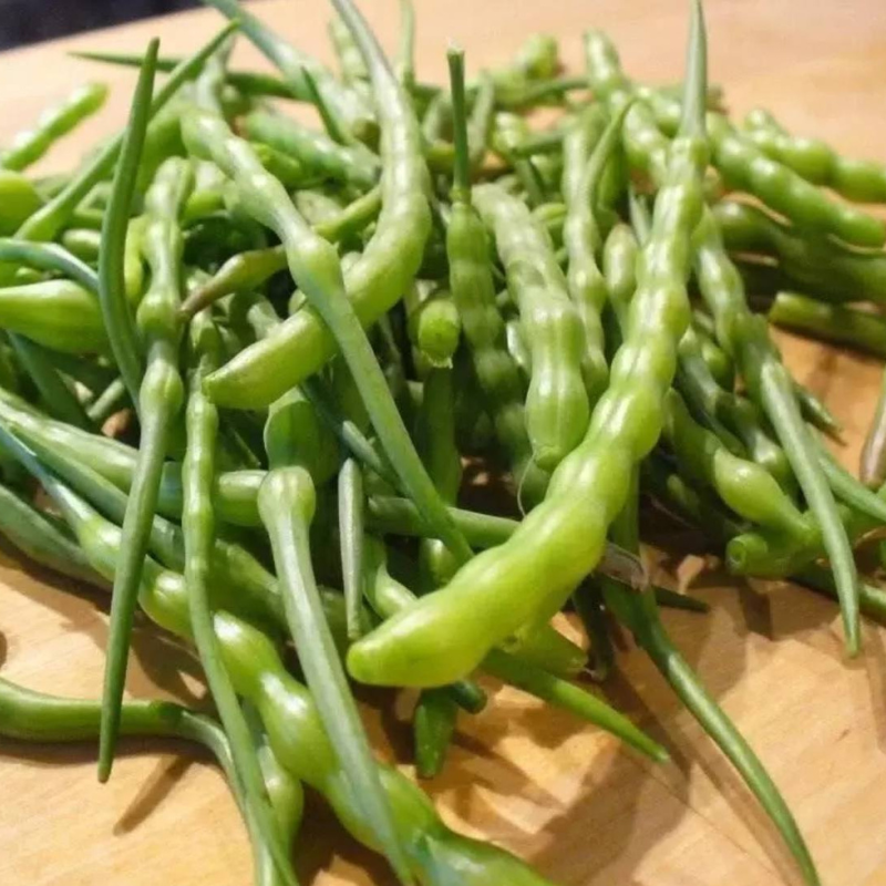 Singra (Mongra), Raphanus sativus seeds - 20