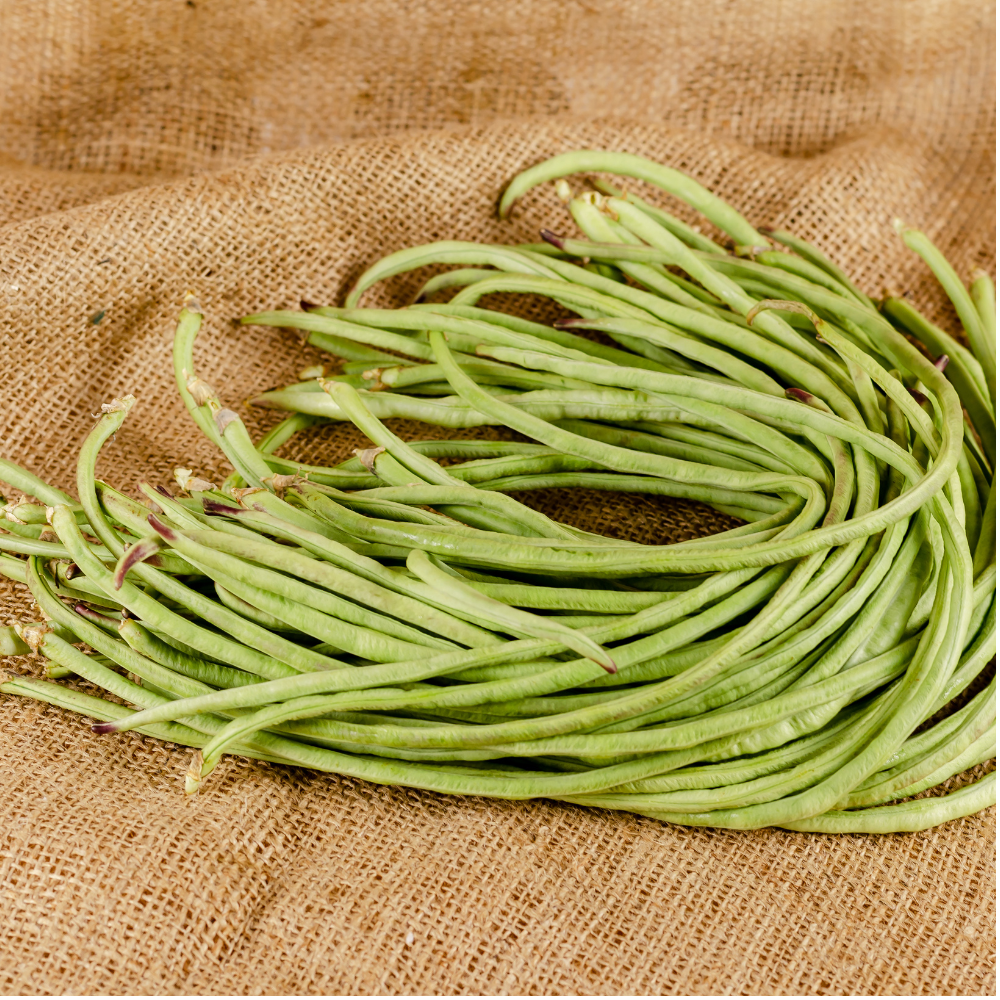 Singra (Mongra), Raphanus sativus seeds - 20