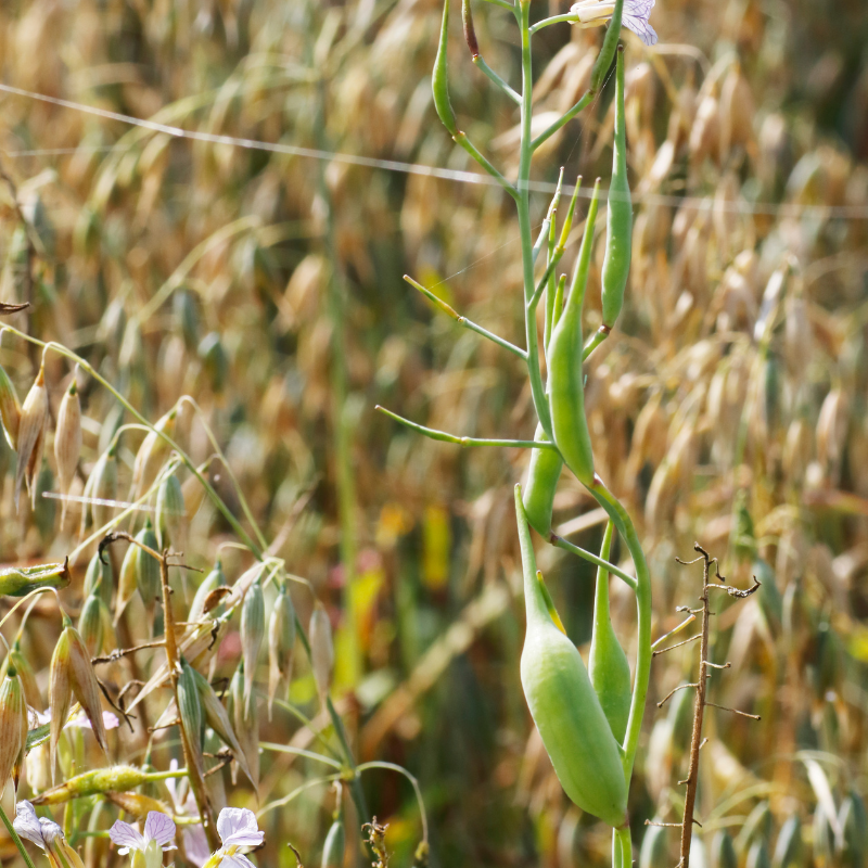 Singra (Mongra), Raphanus sativus seeds - 20