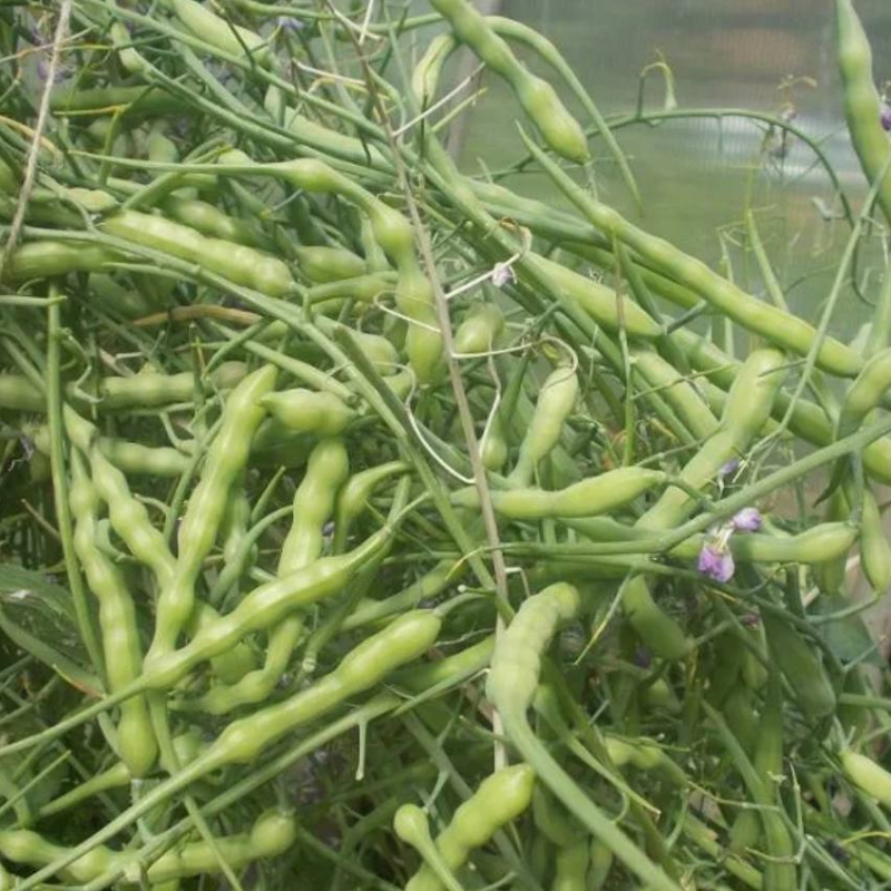 Singra (Mongra), Raphanus sativus seeds - 20