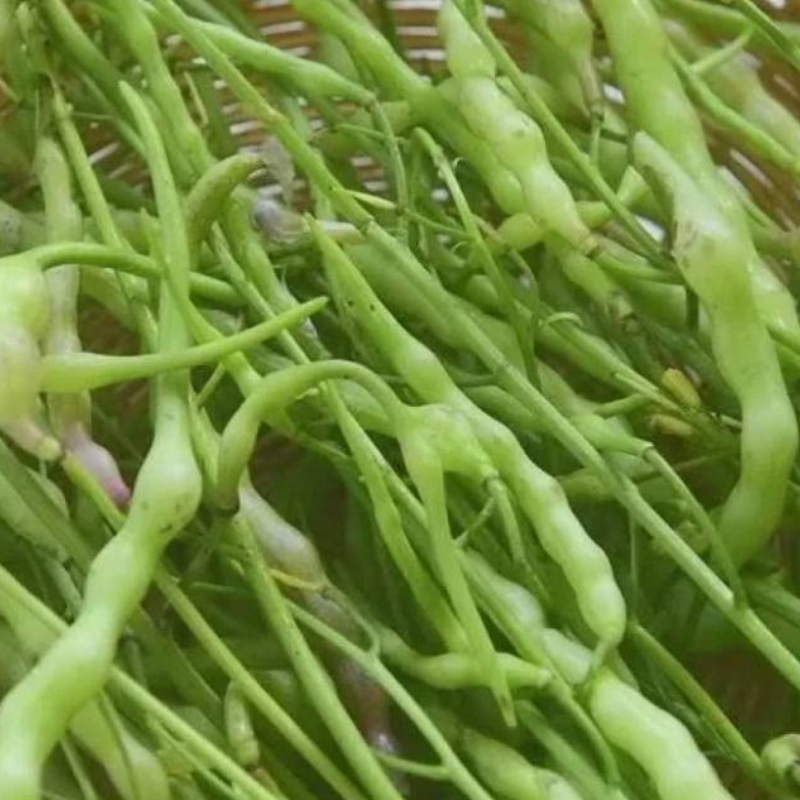 Singra (Mongra), Raphanus sativus seeds - 20