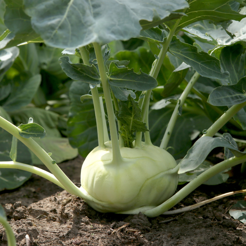 Kohlrabi knol khol seeds - 30