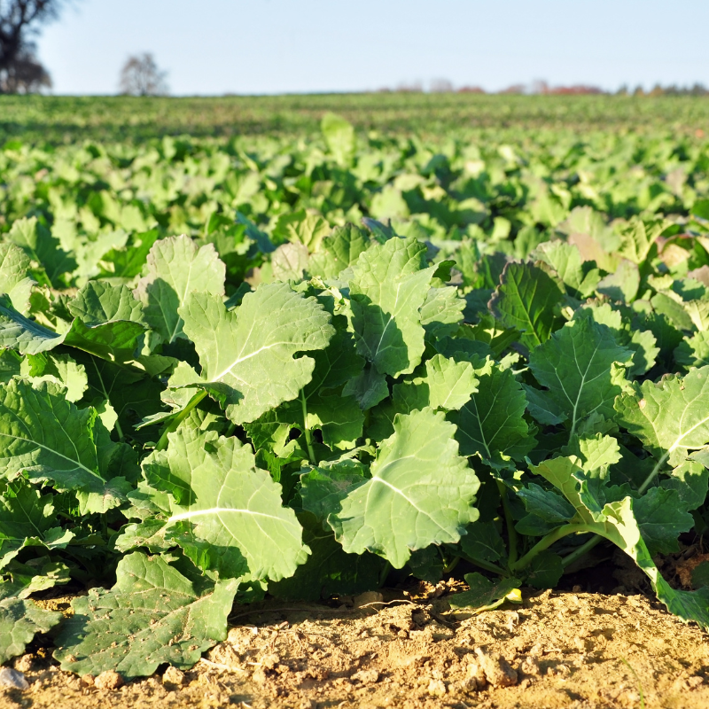 Kohlrabi knol khol seeds - 30