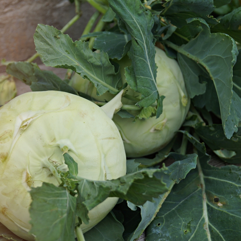 Kohlrabi knol khol seeds - 30