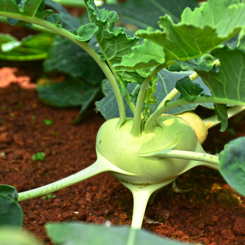 Kohlrabi knol khol seeds - 30