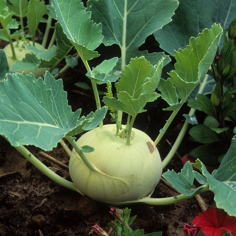 Kohlrabi knol khol seeds - 30