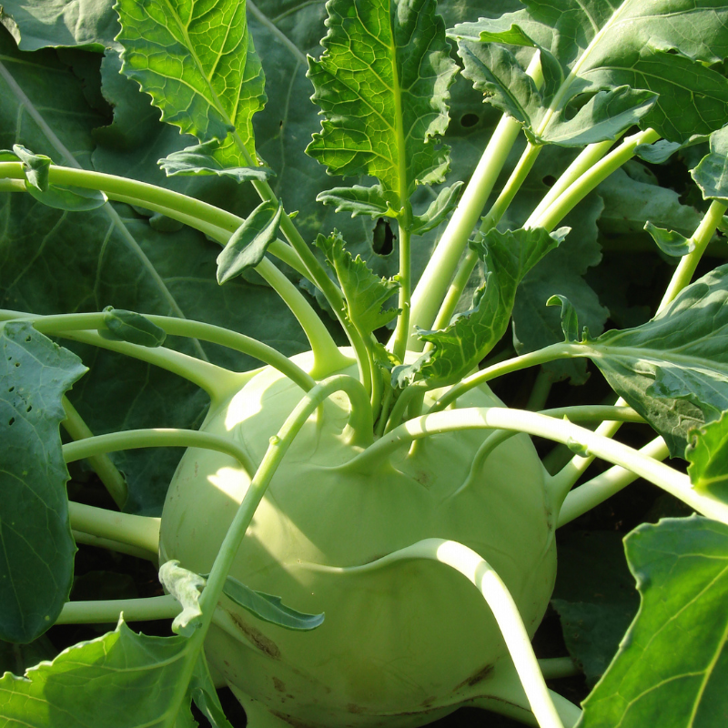 Kohlrabi knol khol seeds - 30
