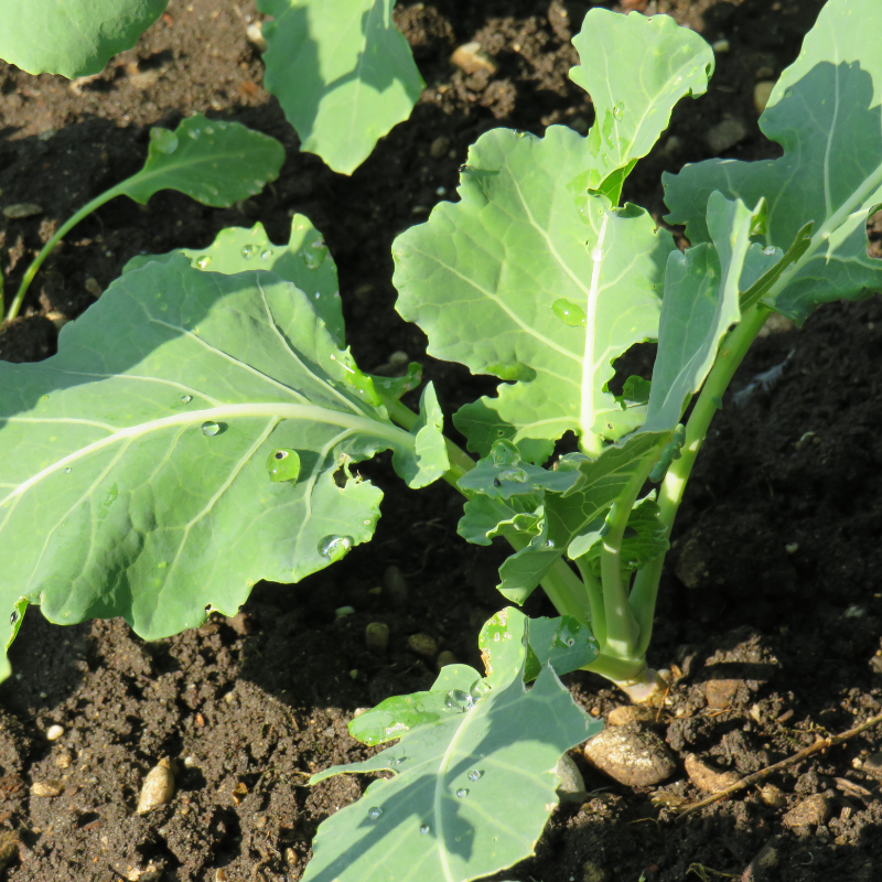 Kohlrabi knol khol seeds - 30