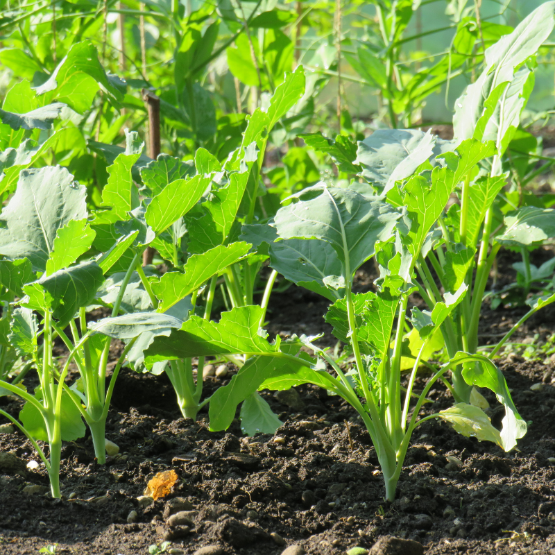 Kohlrabi knol khol seeds - 30