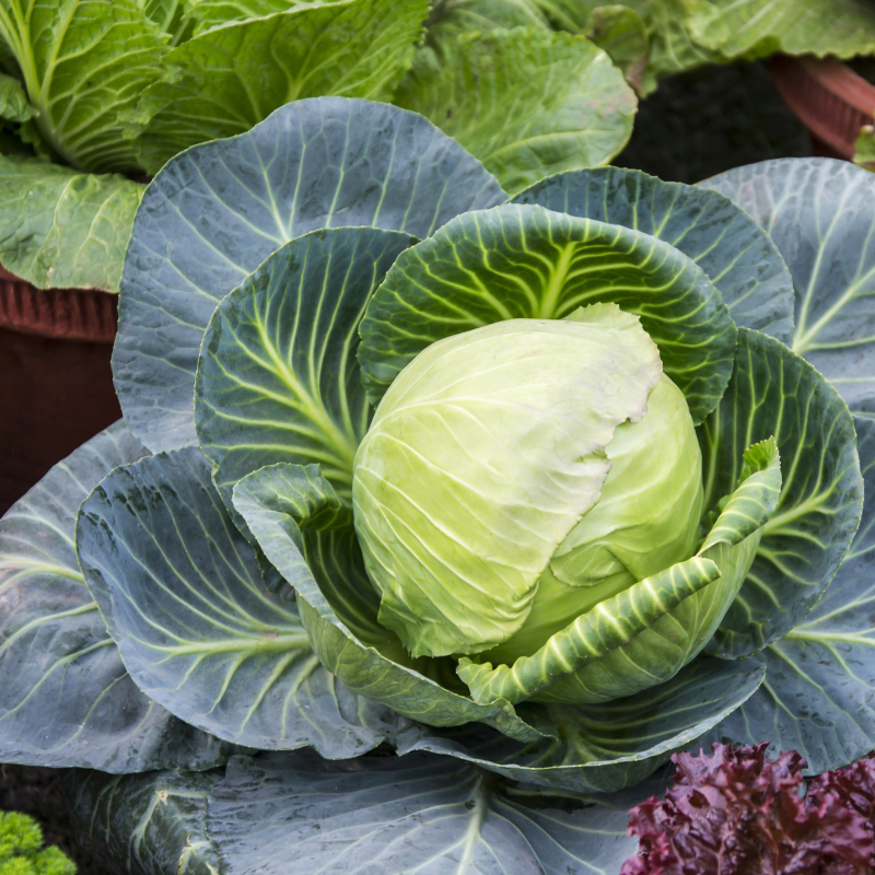 Cabbage Golden Cross seeds - 30