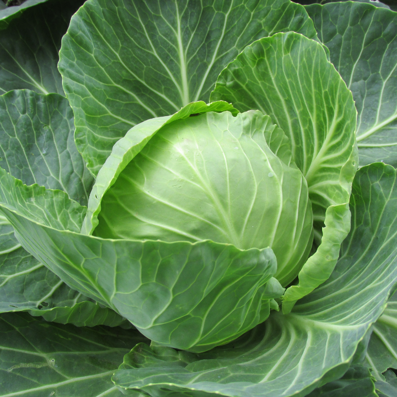 Cabbage Golden Cross seeds - 30