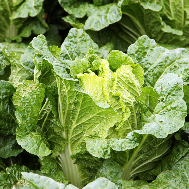 Cabbage Golden Cross seeds - 30
