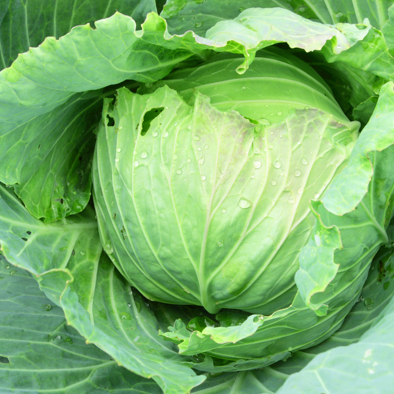Cabbage Golden Cross seeds - 30