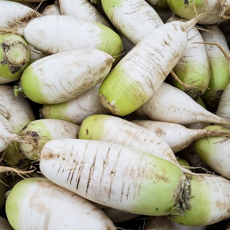 White Radish (Daikon Radish) seeds - 30
