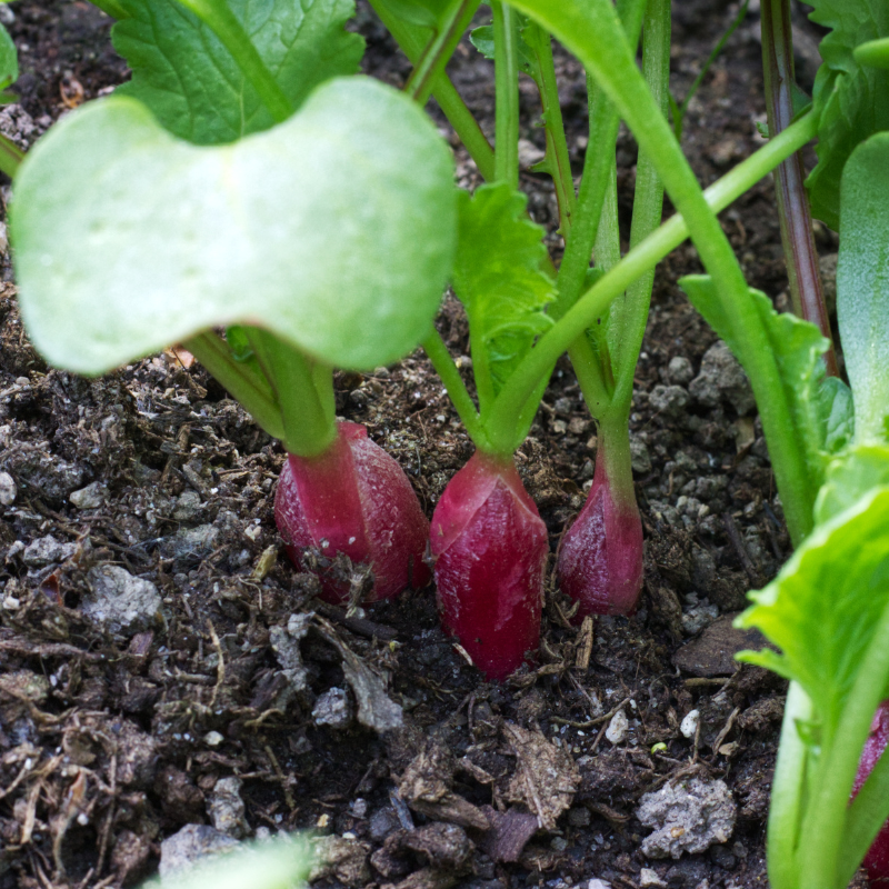 Radish Full Red (Mooli) seeds - 30