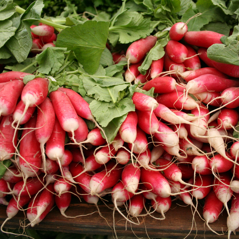 Radish Full Red (Mooli) seeds - 30