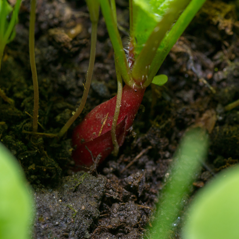 Radish Full Red (Mooli) seeds - 30