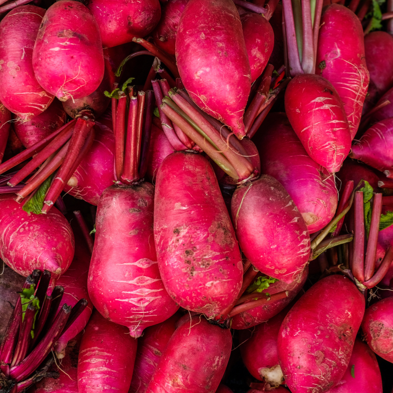 Radish Full Red (Mooli) seeds - 30