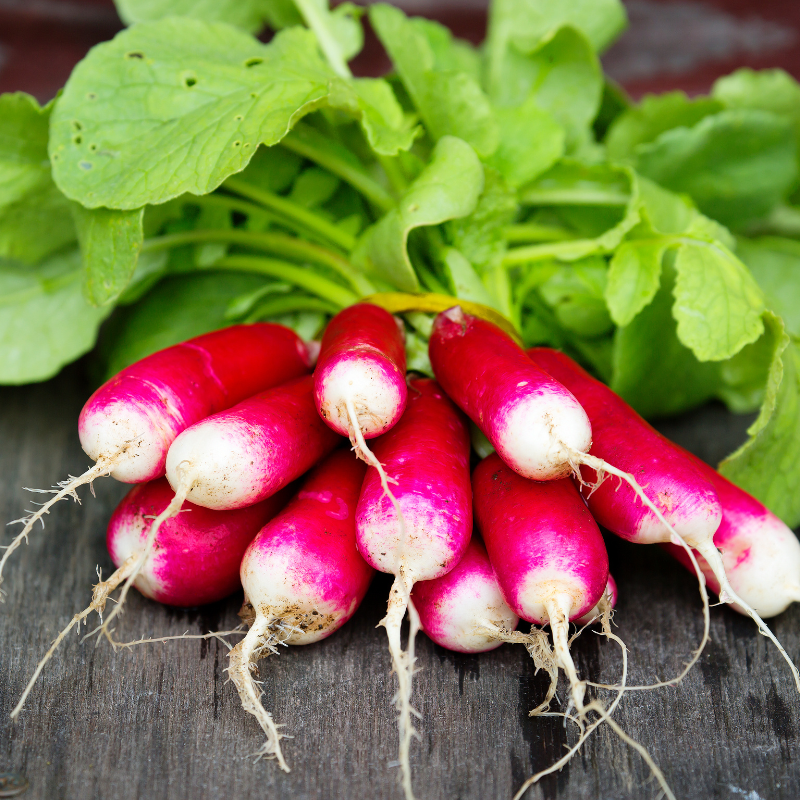 Radish Full Red (Mooli) seeds - 30