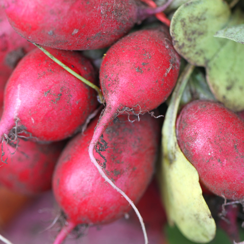 Radish Full Red (Mooli) seeds - 30