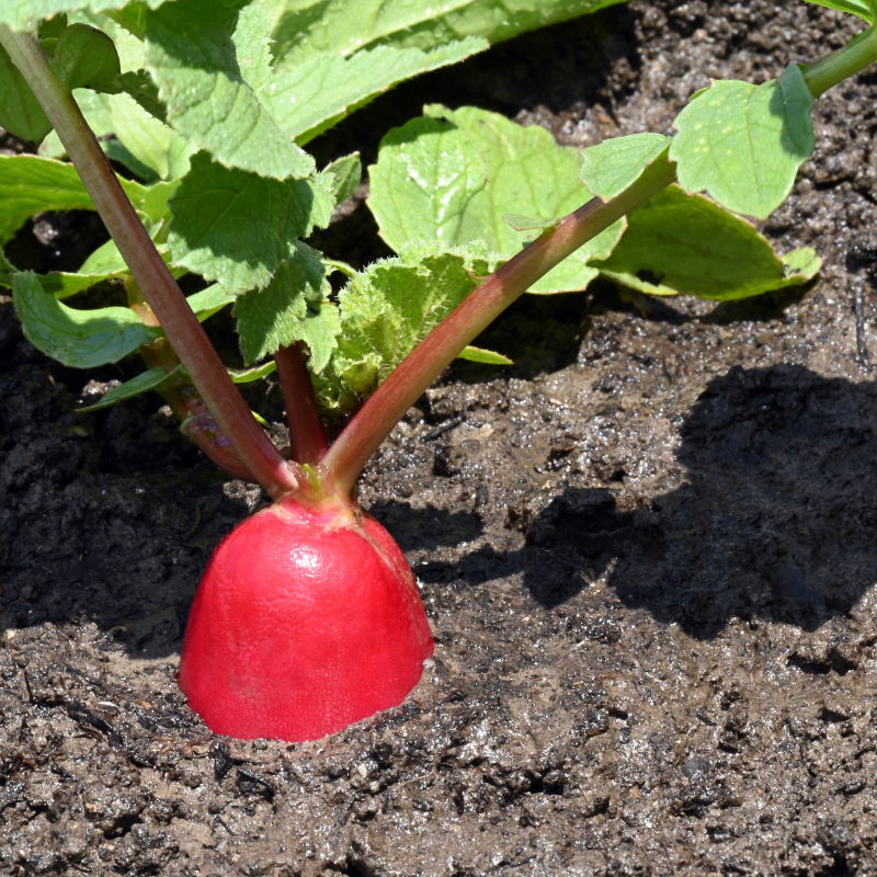 Radish Full Red (Mooli) seeds - 30