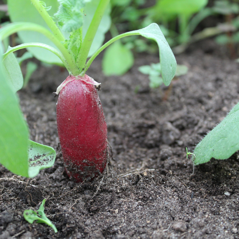 Radish Full Red (Mooli) seeds - 30