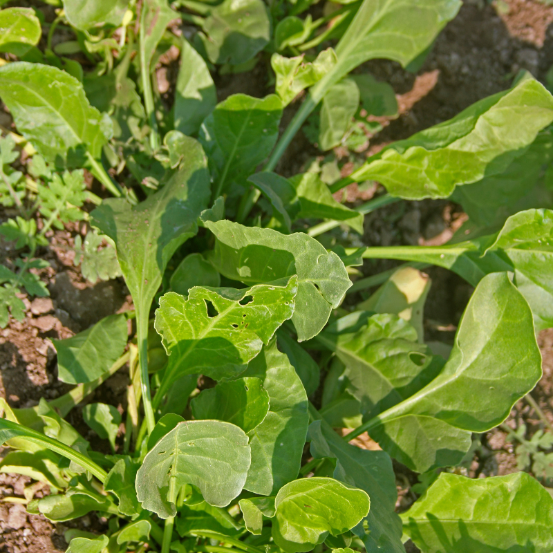 Palak (spinach) all green seeds - 30