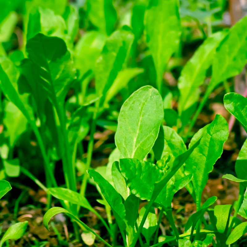 Palak (spinach) all green seeds - 30