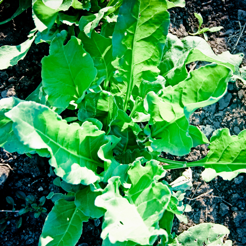Palak (spinach) all green seeds - 30