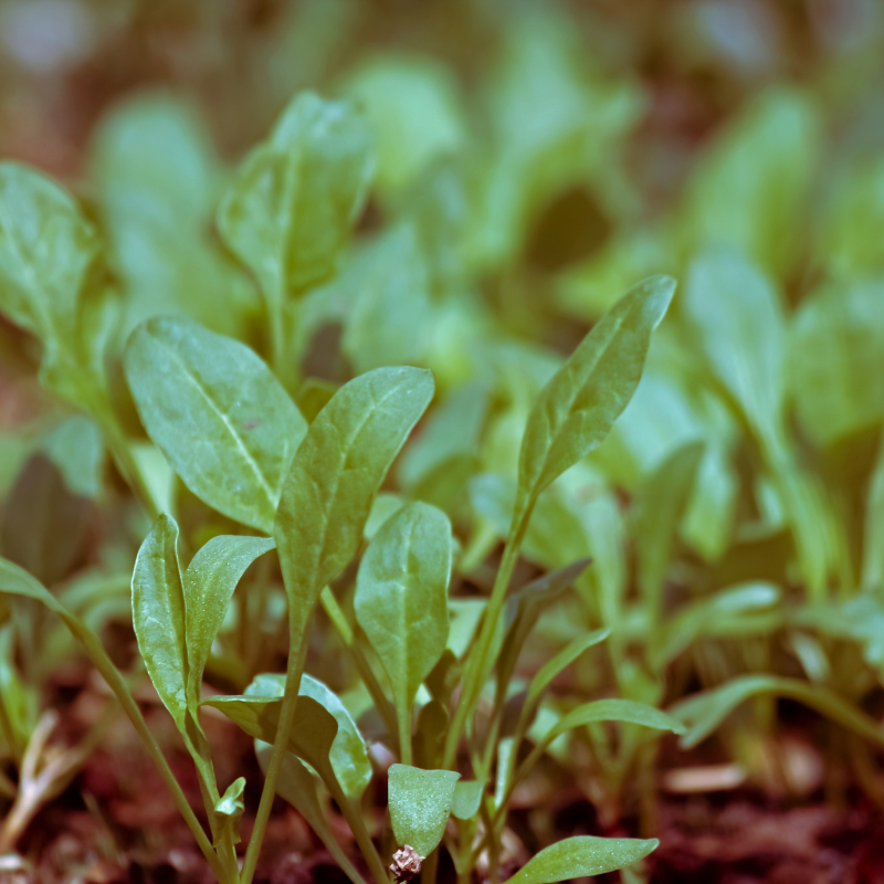 Palak (spinach) all green seeds - 30