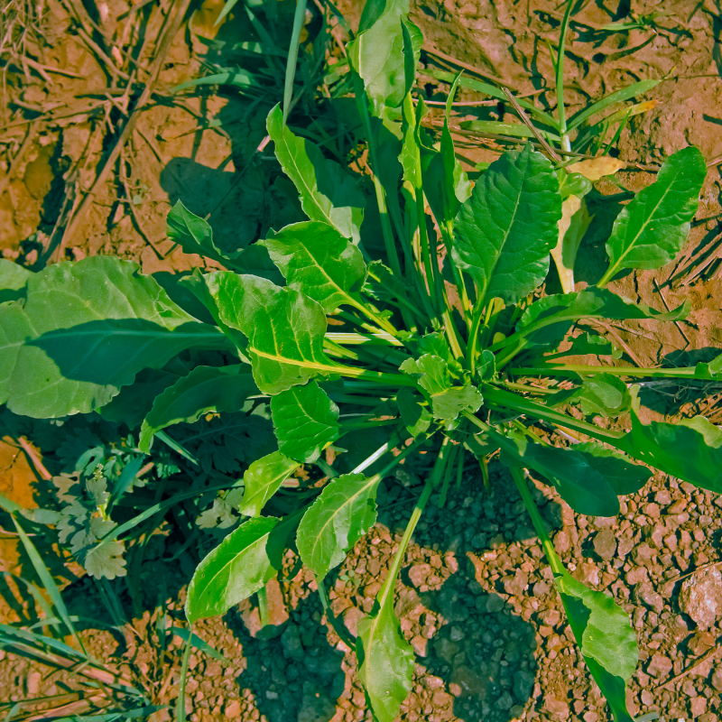 Palak (spinach) all green seeds - 30