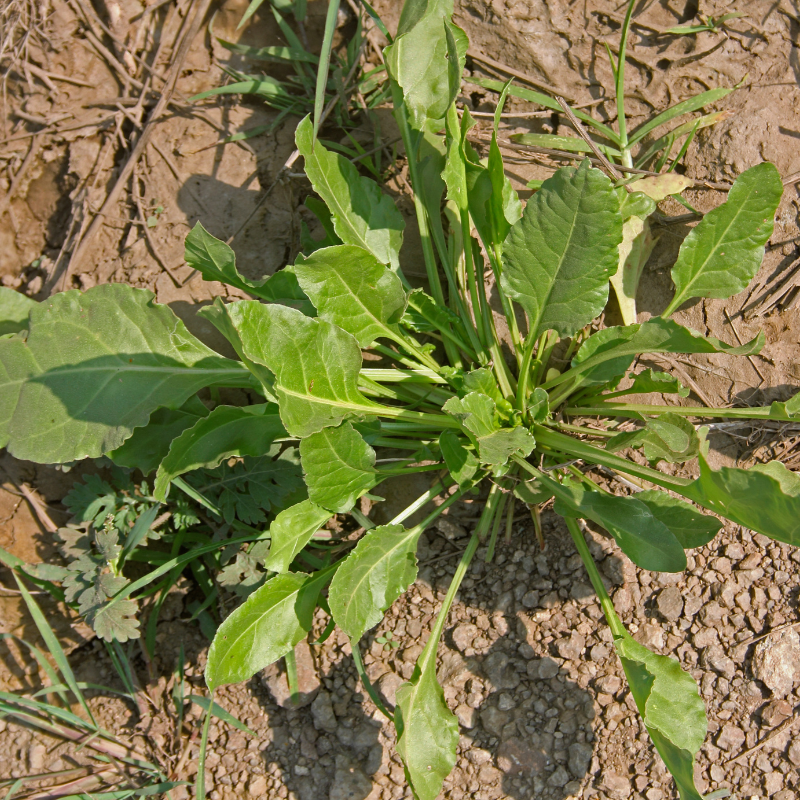 Palak (spinach) all green seeds - 30
