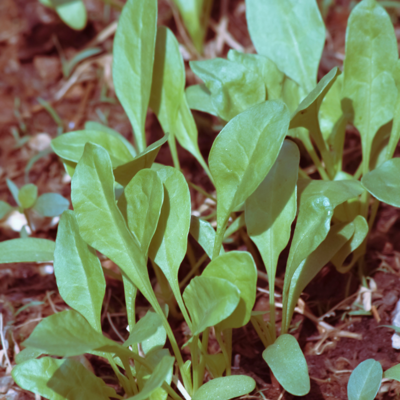 Palak (spinach) all green seeds - 30