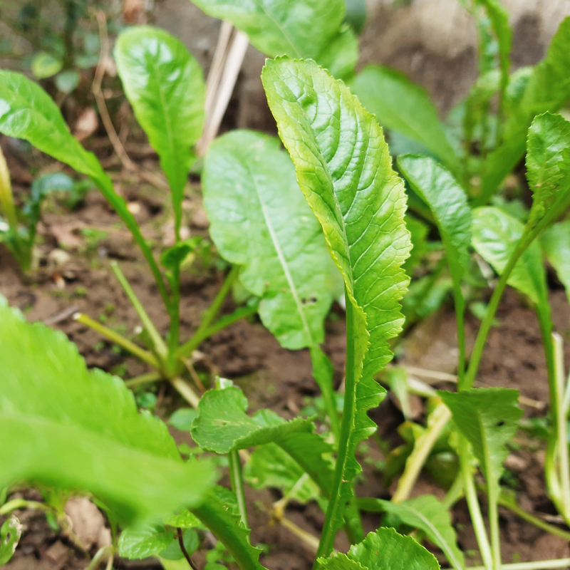 Palak (spinach) all green seeds - 30