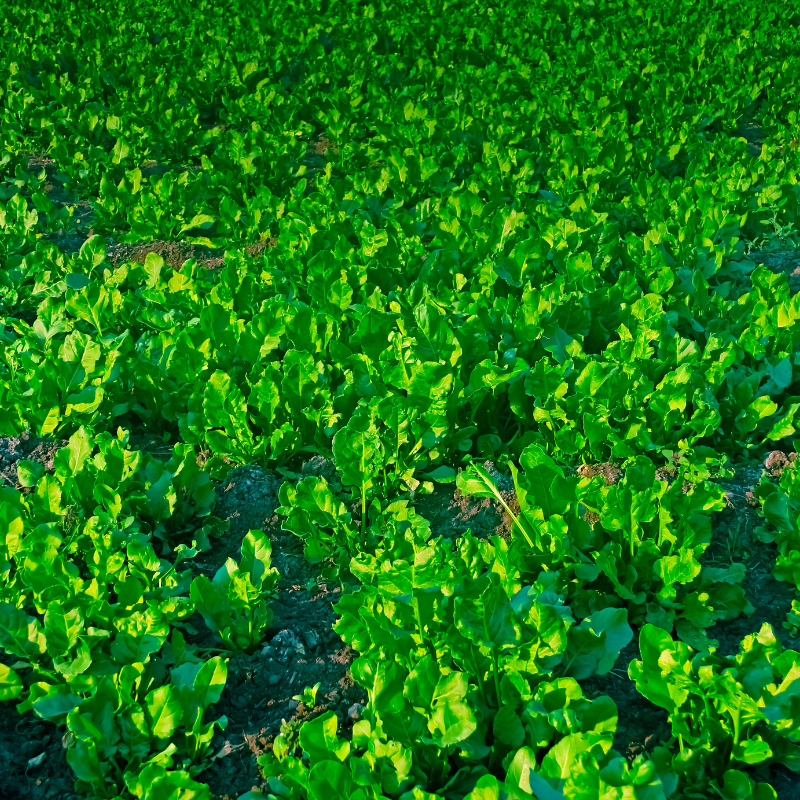 Palak (spinach) all green seeds - 30